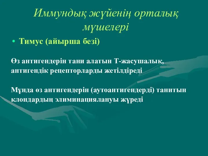 Иммундық жүйенің орталық мүшелері Тимус (айырша безі) Өз антигендерін тани алатын