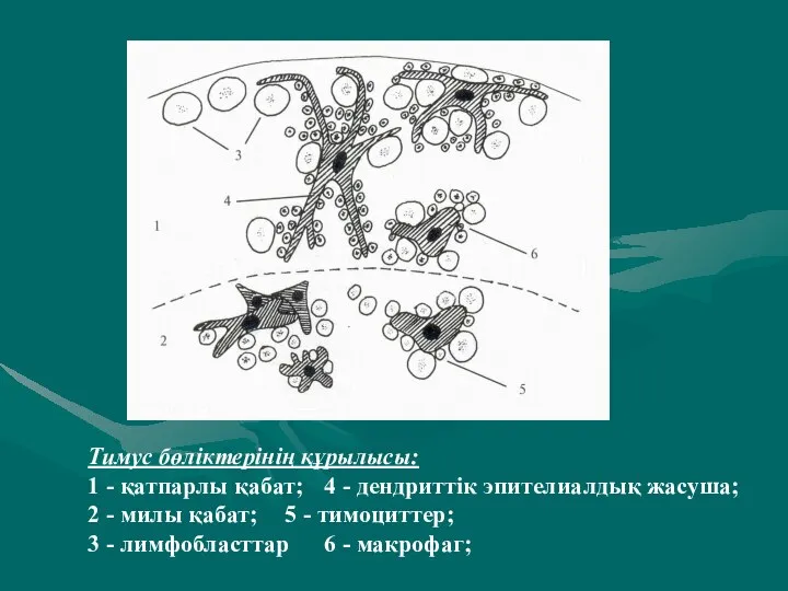 Тимус бөліктерінің құрылысы: 1 - қатпарлы қабат; 4 - дендриттік эпителиалдық