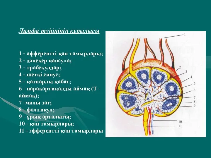 Лимфа түйінінің құрылысы 1 - афферентті қан тамырлары; 2 - дәнекер