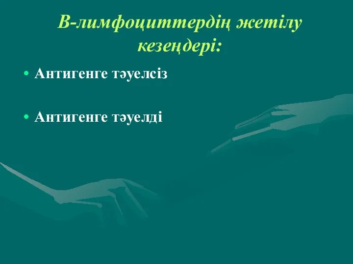 В-лимфоциттердің жетілу кезеңдері: Антигенге тәуелсіз Антигенге тәуелді