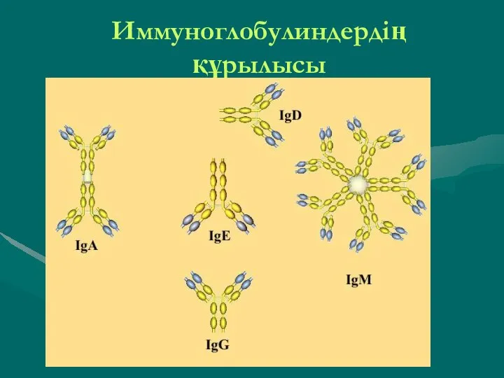 Иммуноглобулиндердің құрылысы