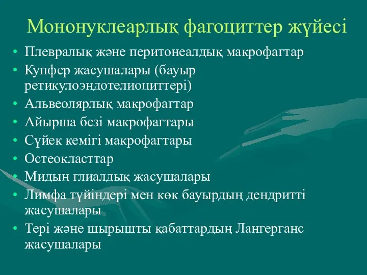 Мононуклеарлық фагоциттер жүйесі Плевралық және перитонеалдық макрофагтар Купфер жасушалары (бауыр ретикулоэндотелиоциттері)