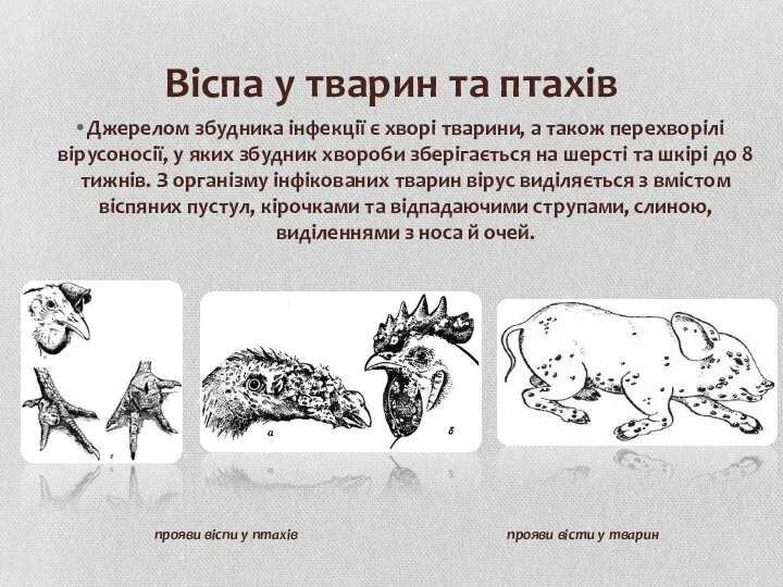 Віспа у тварин та птахів Джерелом збудника інфекції є хворі тварини,