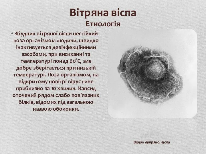 Вітряна віспа Етнологія Збудник вітряної віспи нестійкий поза організмом людини, швидко