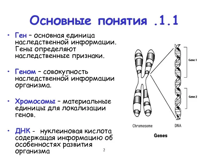 1.1. Основные понятия Ген – основная единица наследственной информации. Гены определяют