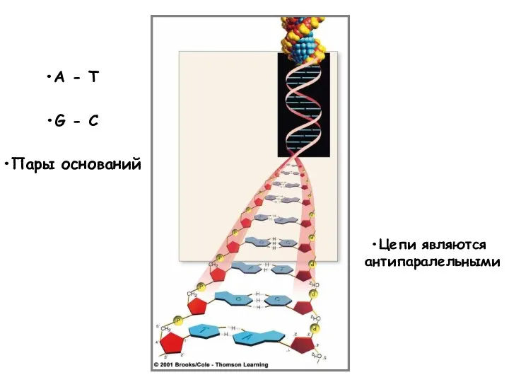 Цепи являются антипаралельными A - T G - C Пары оснований