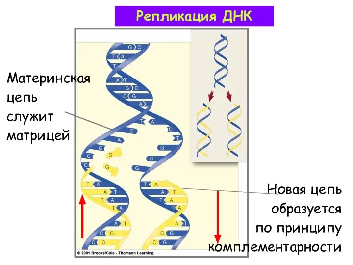 Материнская цепь служит матрицей Новая цепь образуется по принципу комплементарности Репликация ДНК