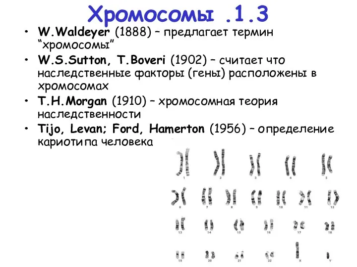 1.3. Хромосомы W.Waldeyer (1888) – предлагает термин “хромосомы” W.S.Sutton, T.Boveri (1902)