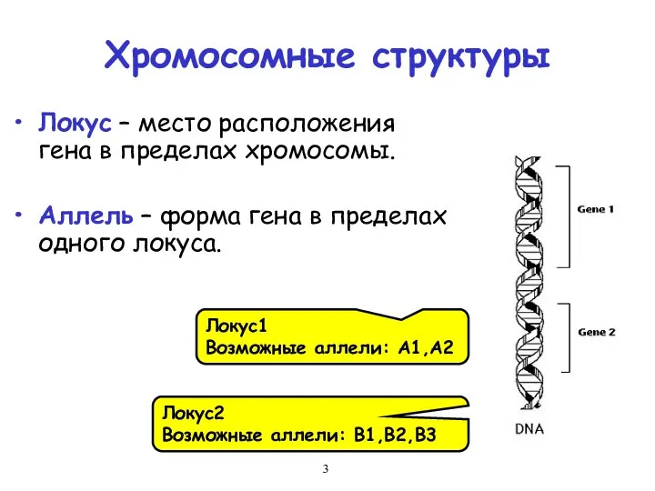 Хромосомные структуры Локус – место расположения гена в пределах хромосомы. Аллель