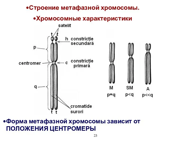 Форма метафазной хромосомы зависит от ПОЛОЖЕНИЯ ЦЕНТРОМЕРЫ Строение метафазной хромосомы. Хромосомные характеристики