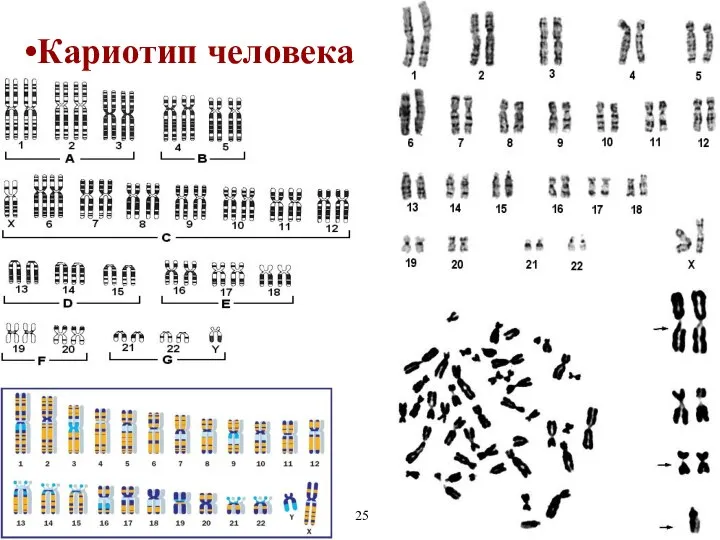 Кариотип человека