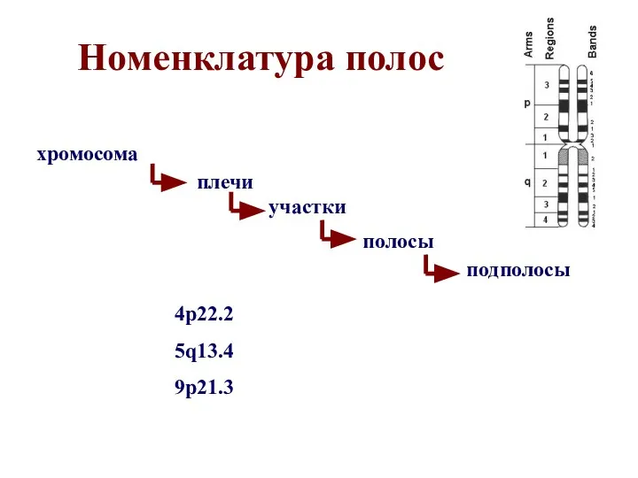 Номенклатура полос хромосома полосы плечи подполосы 4p22.2 5q13.4 9p21.3 участки