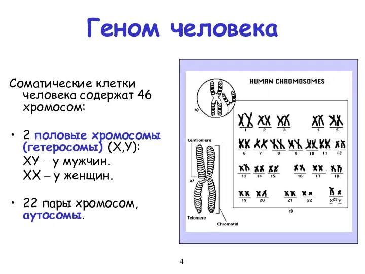 Геном человека Соматические клетки человека содержат 46 хромосом: 2 половые хромосомы