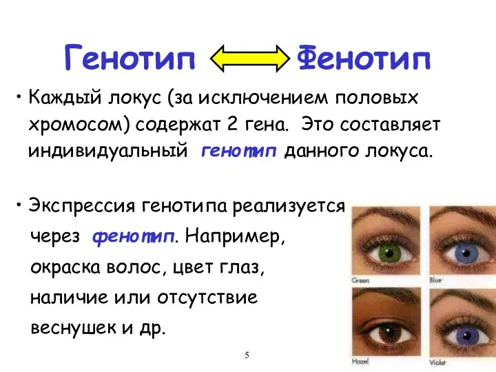 Генотип Фенотип Каждый локус (за исключением половых хромосом) содержат 2 гена.