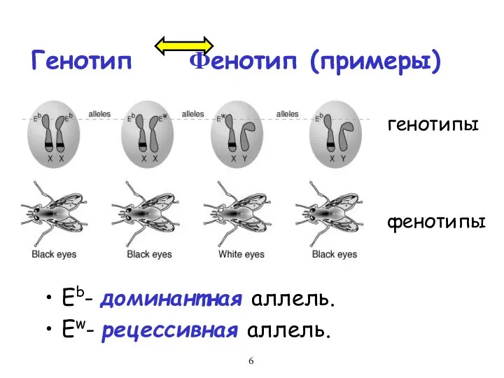 Генотип Фенотип (примеры) Eb- доминантная аллель. Ew- рецессивная аллель. генотипы фенотипы