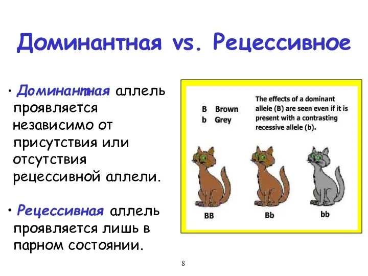 Доминантная vs. Рецессивное Доминантная аллель проявляется независимо от присутствия или отсутствия