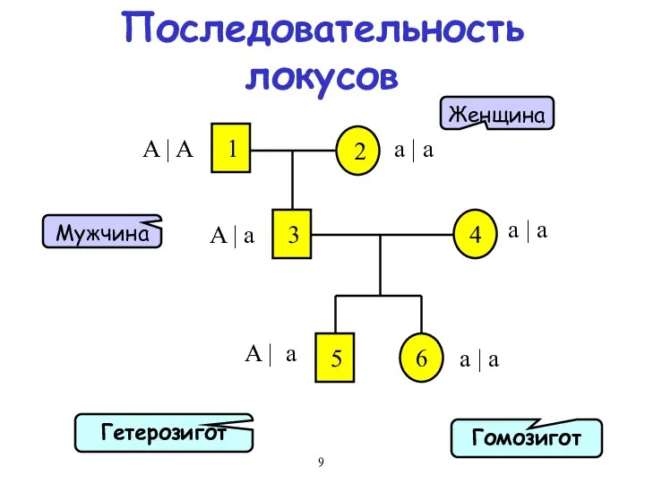 Последовательность локусов