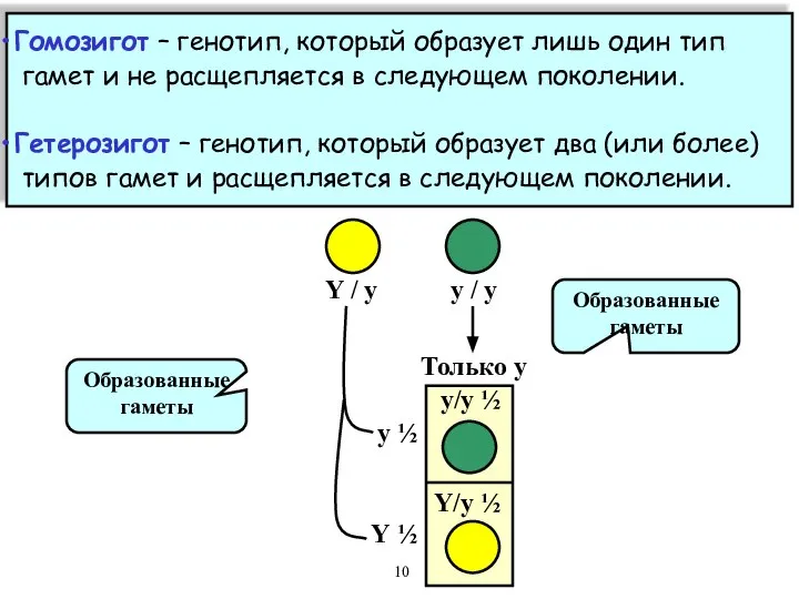 Гомозигот – генотип, который образует лишь один тип гамет и не