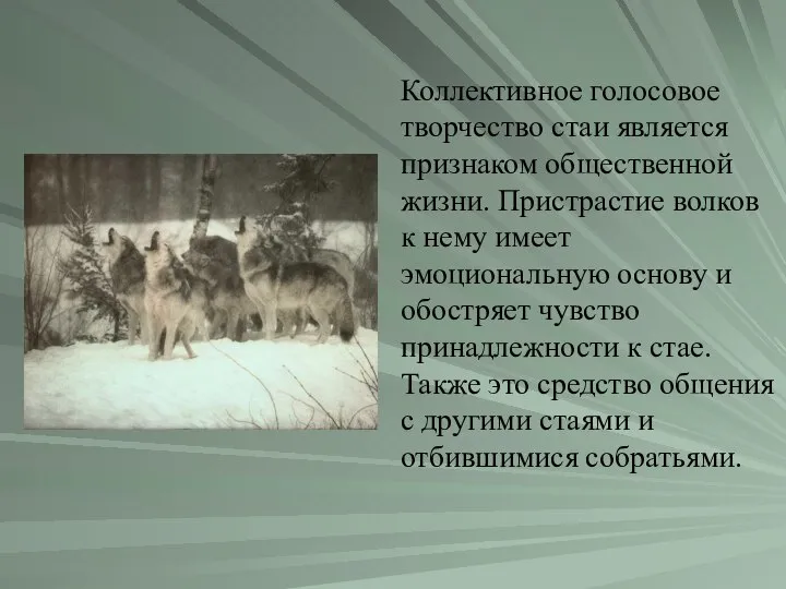 Коллективное голосовое творчество стаи является признаком общественной жизни. Пристрастие волков к