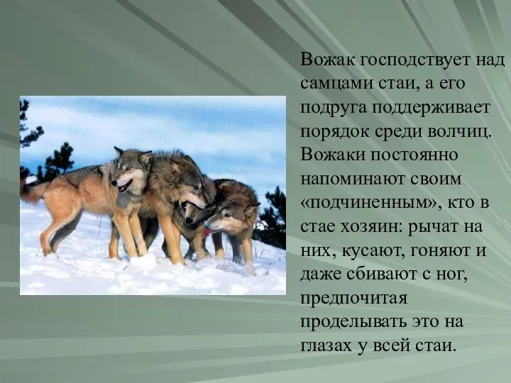 Вожак господствует над самцами стаи, а его подруга поддерживает порядок среди