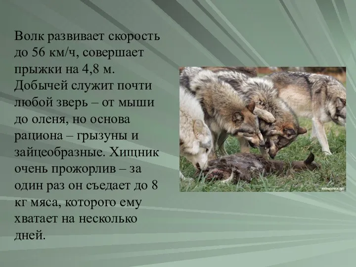 Волк развивает скорость до 56 км/ч, совершает прыжки на 4,8 м.