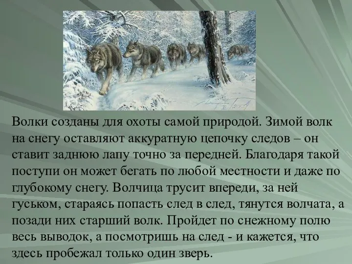 Волки созданы для охоты самой природой. Зимой волк на снегу оставляют