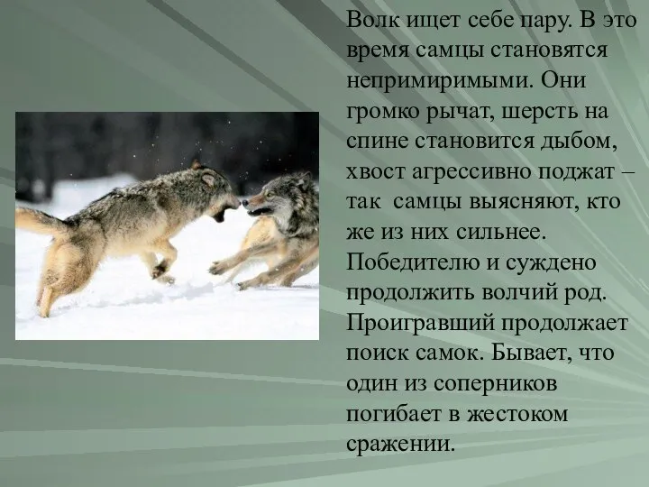 Волк ищет себе пару. В это время самцы становятся непримиримыми. Они