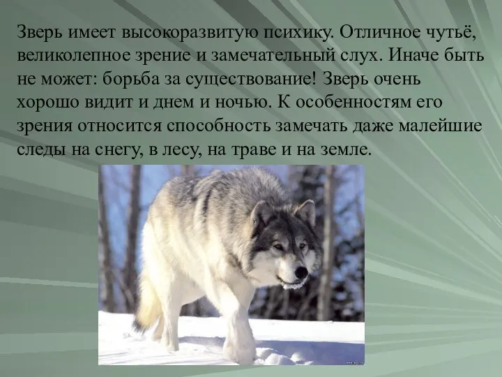 Зверь имеет высокоразвитую психику. Отличное чутьё, великолепное зрение и замечательный слух.