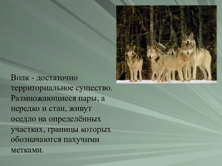 Волк - достаточно территориальное существо. Размножающиеся пары, а нередко и стаи,