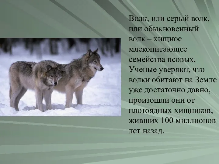 Волк, или серый волк, или обыкновенный волк – хищное млекопитающее семейства