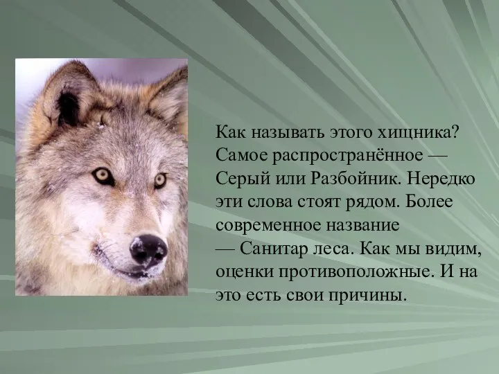 Как называть этого хищника? Самое распространённое — Серый или Разбойник. Нередко