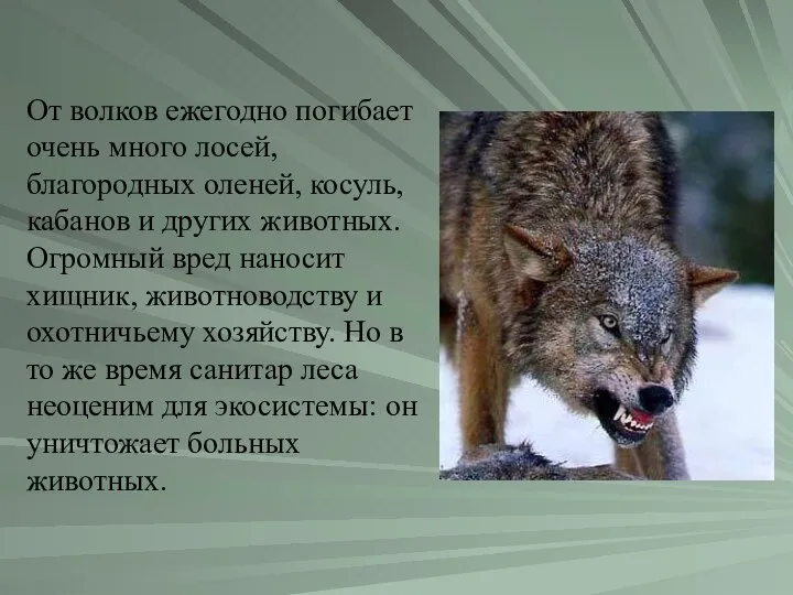 От волков ежегодно погибает очень много лосей, благородных оленей, косуль, кабанов