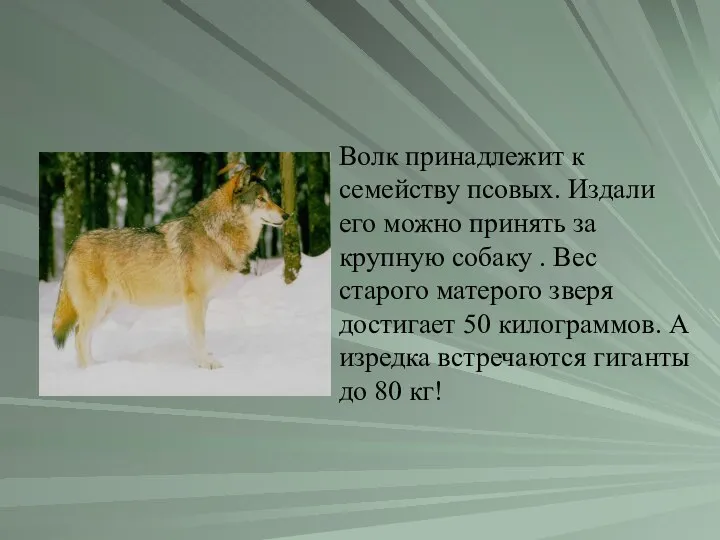 Волк принадлежит к семейству псовых. Издали его можно принять за крупную