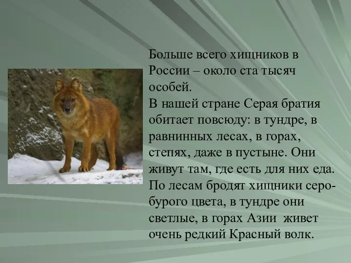 Больше всего хищников в России – около ста тысяч особей. В