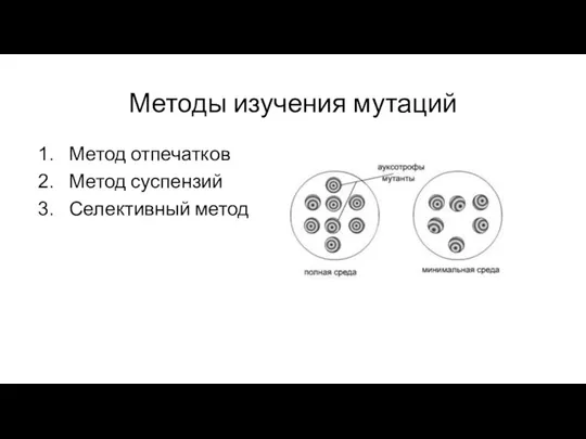 Методы изучения мутаций Метод отпечатков Метод суспензий Селективный метод