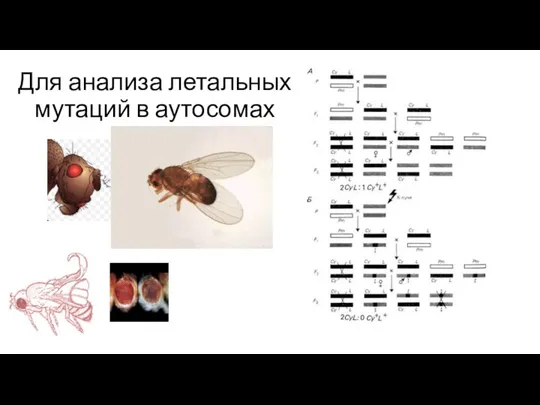 Для анализа летальных мутаций в аутосомах