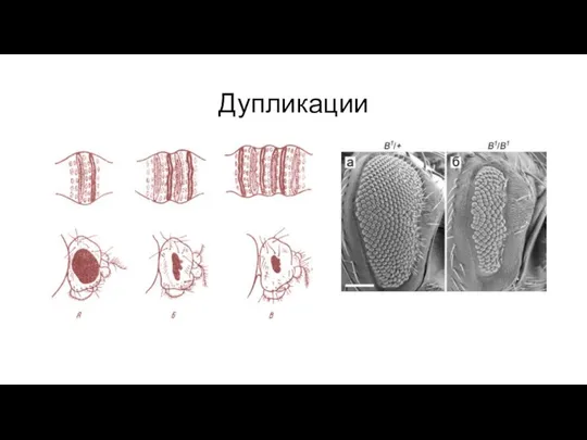 Дупликации