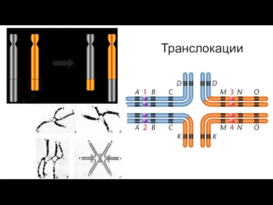 Транслокации