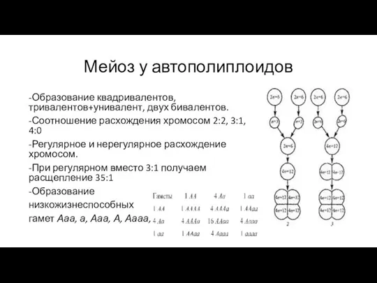 Мейоз у автополиплоидов -Образование квадривалентов, тривалентов+унивалент, двух бивалентов. -Соотношение расхождения хромосом