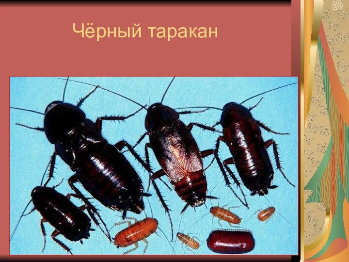 Чёрный таракан