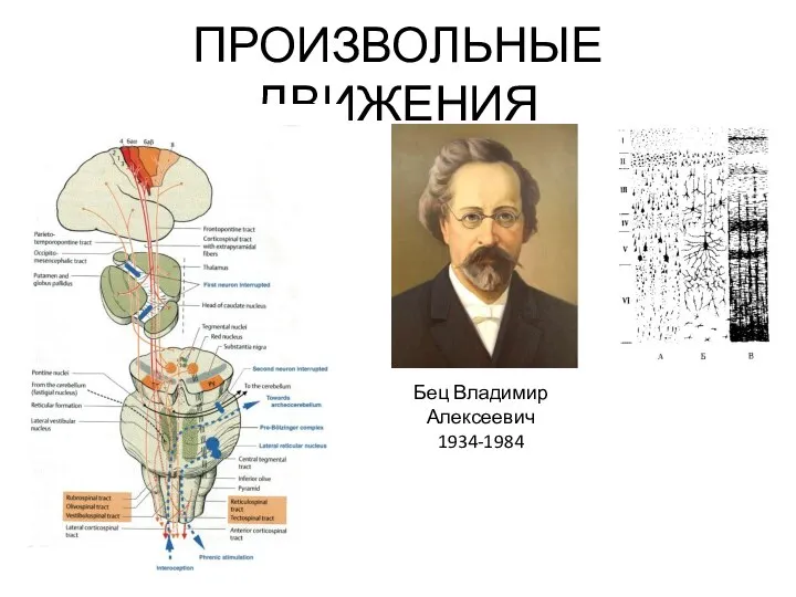 ПРОИЗВОЛЬНЫЕ ДВИЖЕНИЯ Бец Владимир Алексеевич 1934-1984