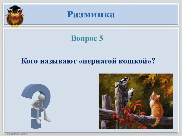 Вопрос 5 Кого называют «пернатой кошкой»? Разминка