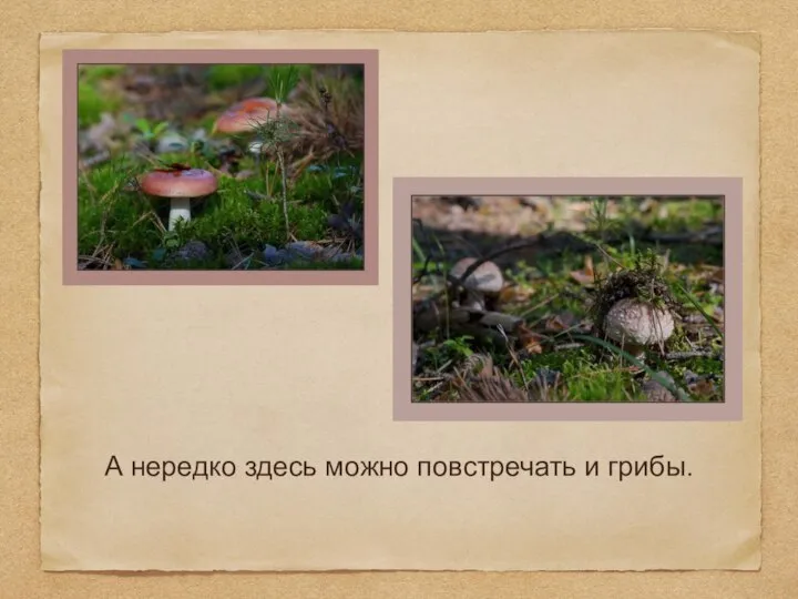 А нередко здесь можно повстречать и грибы.