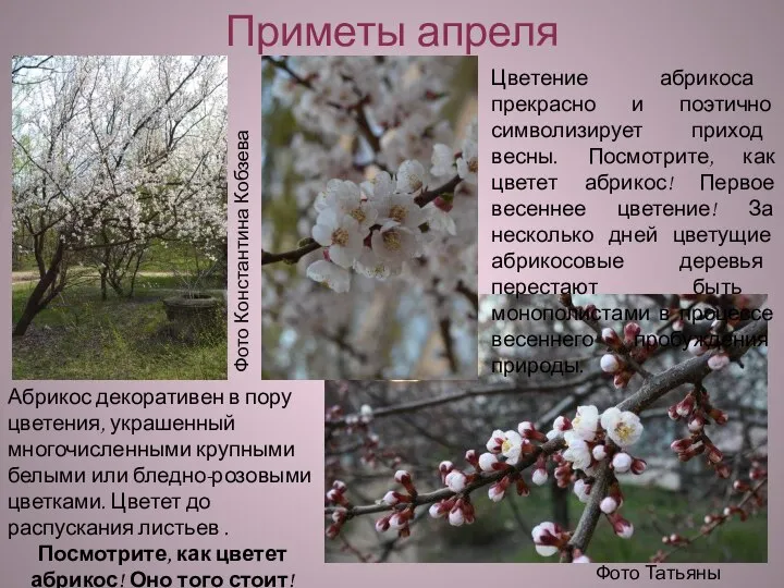 Приметы апреля Фото Константина Кобзева Фото Татьяны Шкред Цветение абрикоса прекрасно