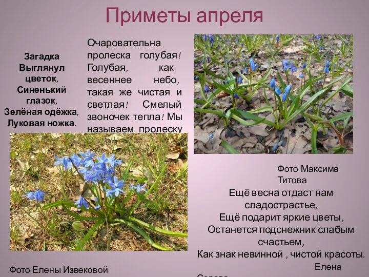 Приметы апреля Фото Максима Титова Фото Елены Извековой Загадка Выглянул цветок,