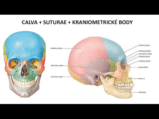 CALVA + SUTURAE + KRANIOMETRICKÉ BODY