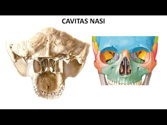 CAVITAS NASI