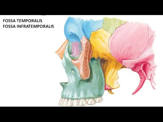 FOSSA TEMPORALIS FOSSA INFRATEMPORALIS