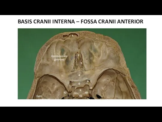 BASIS CRANII INTERNA – FOSSA CRANII ANTERIOR