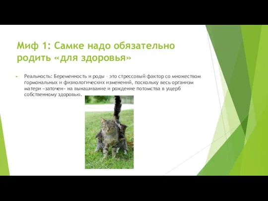 Миф 1: Самке надо обязательно родить «для здоровья» Реальность: Беременность и